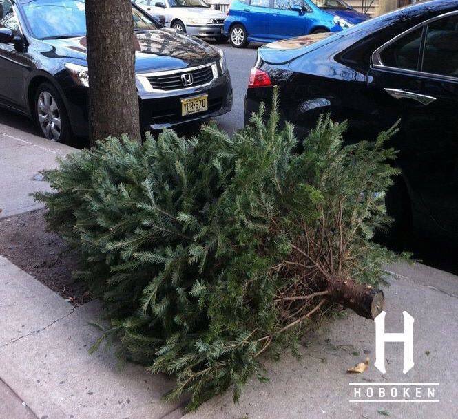 hoboken christmas tree