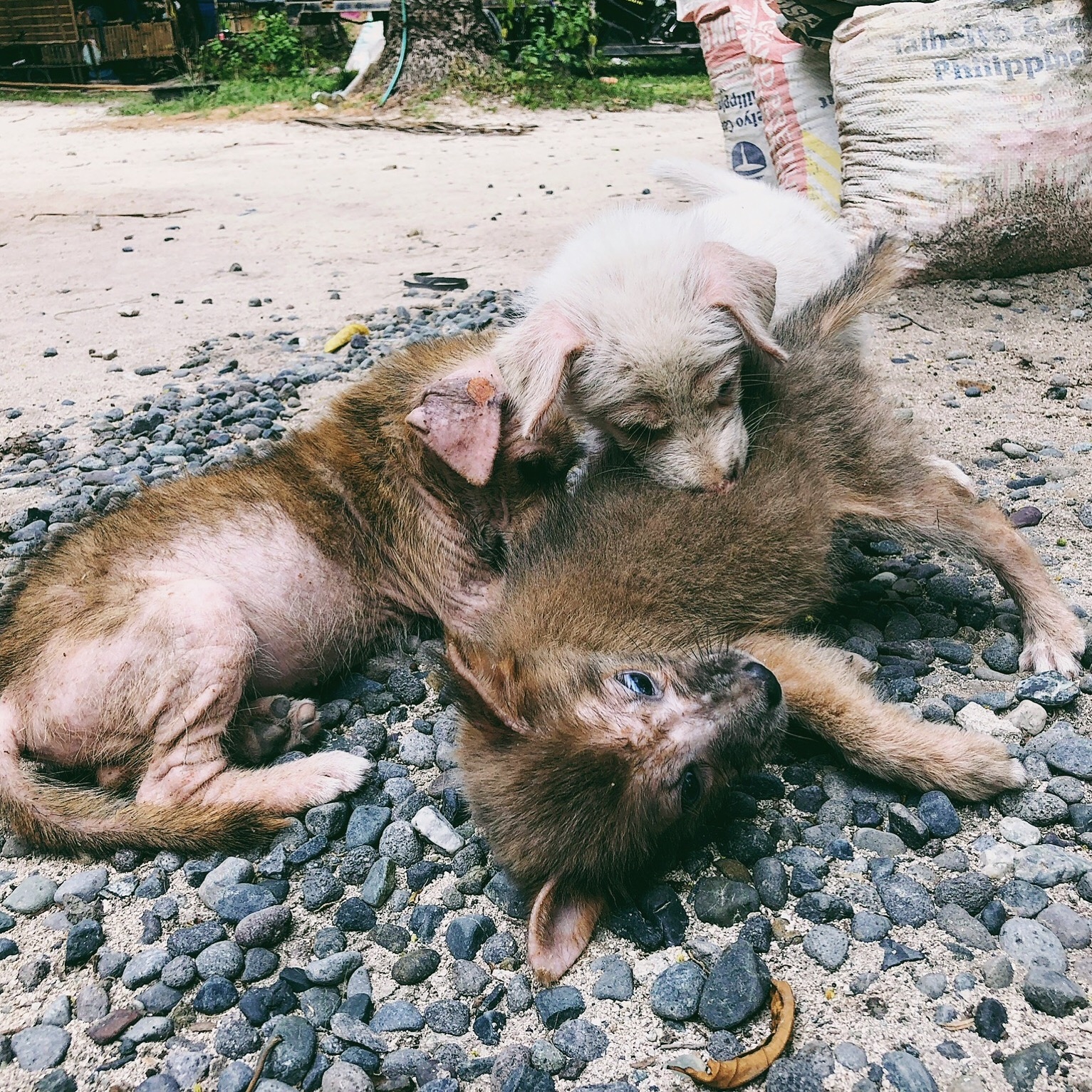 dog rescue buko siblings