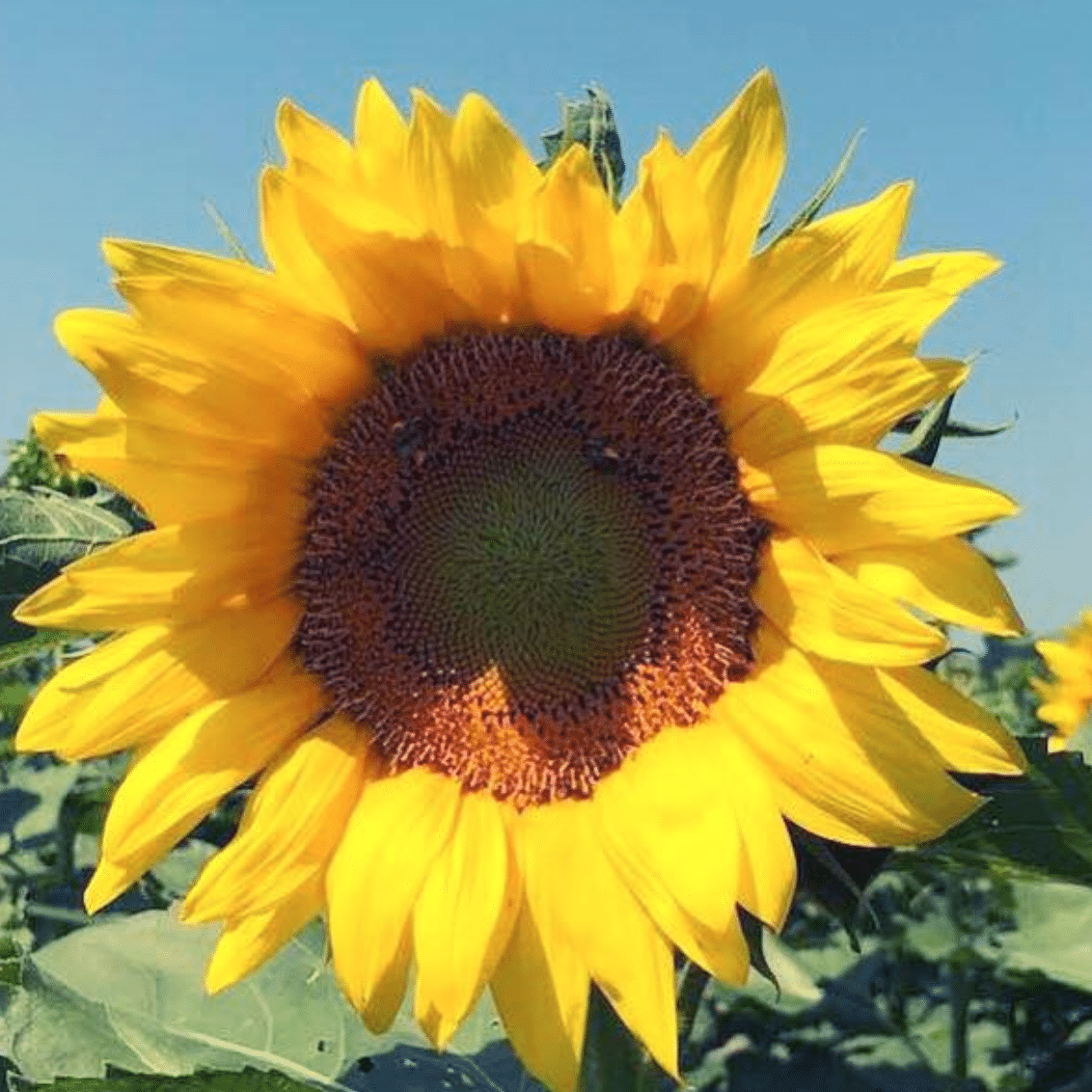 sunflower farm valley