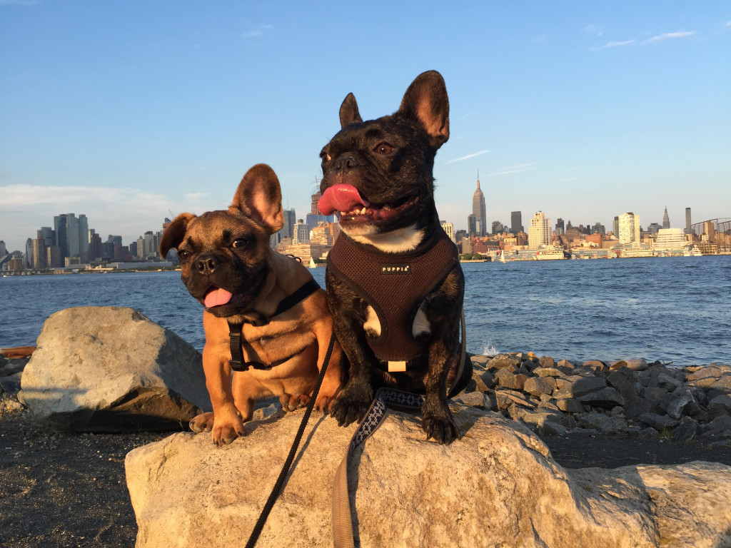 chip-and-pierre hoboken girl trusty tails