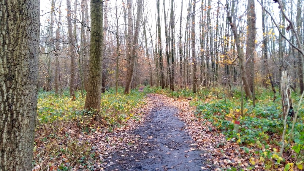 Hiking in forest Polderbos is always a treat. Image by sunincities.