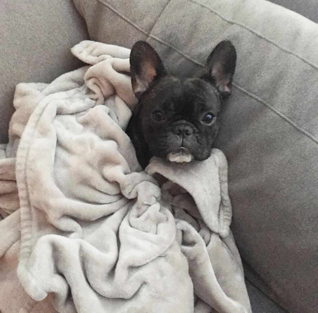 french bulldog cozy pierre