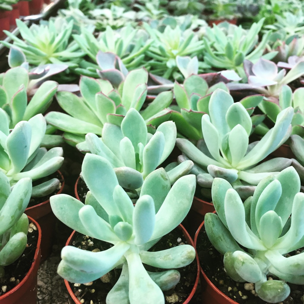 14th-street-garden-center-jersey-city-hoboken-plants-succulents