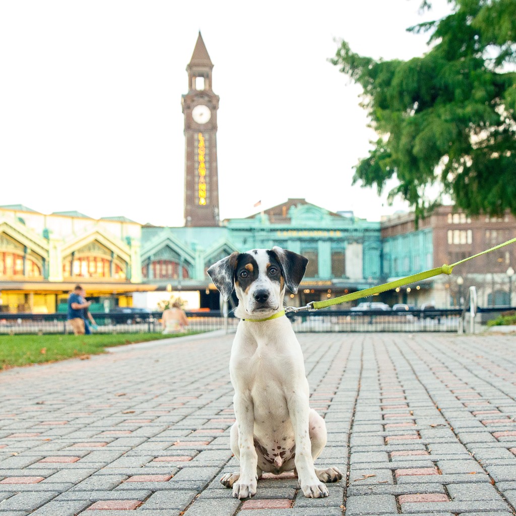 hoboken-dogs-archie
