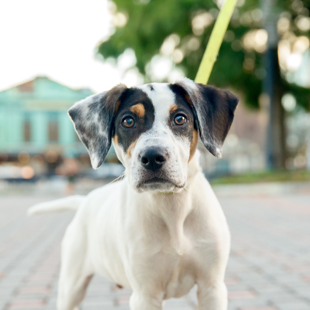 dogs-of-hoboken