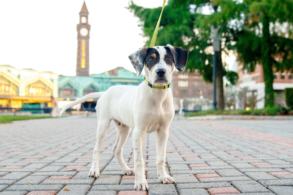 dogs-of-hoboken