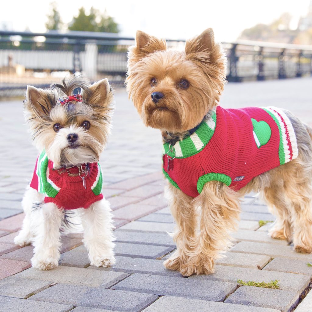 dogs-wearing-holiday-outfits