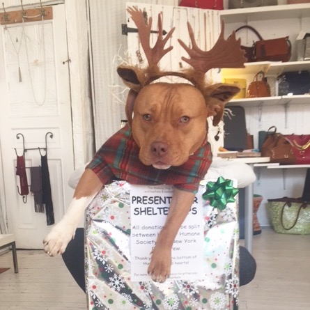 hoboken-girl-holidays-pup