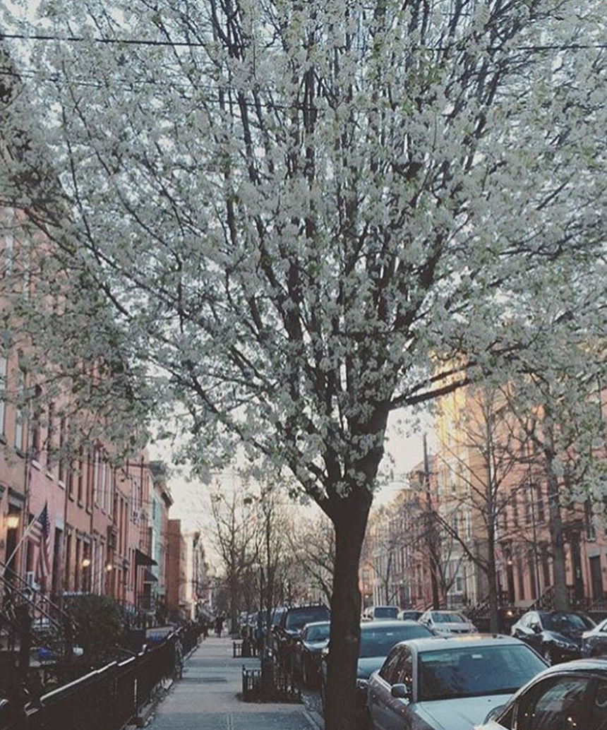 hoboken trees