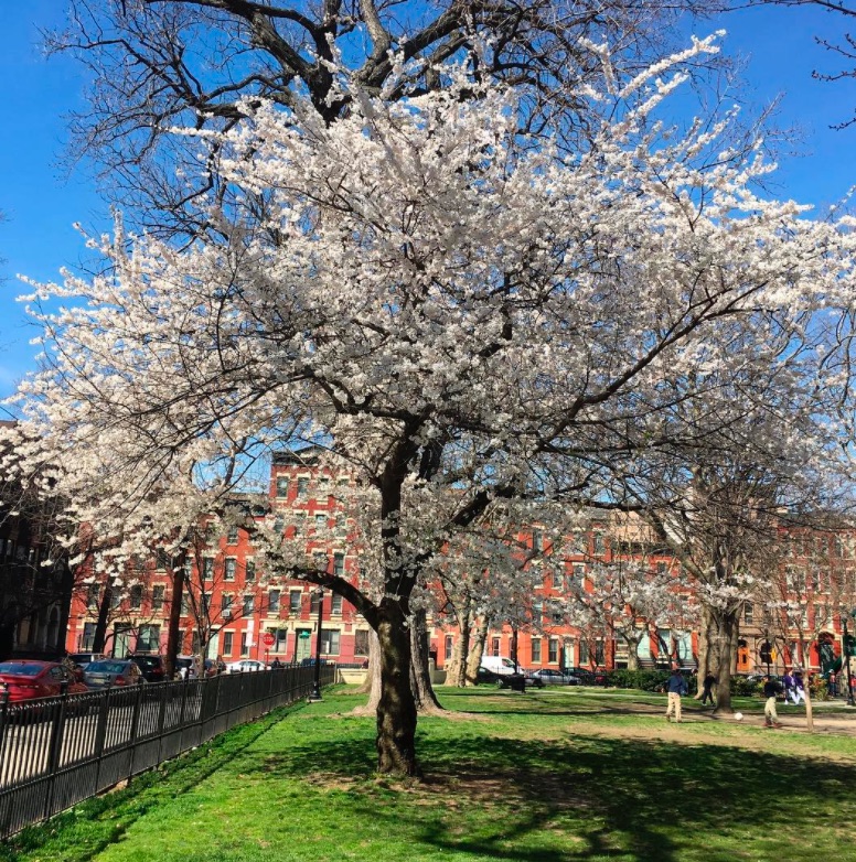 hamilton-park-hoboken-girl