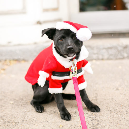 dogs-holiday-volunteer-charity-toy drive