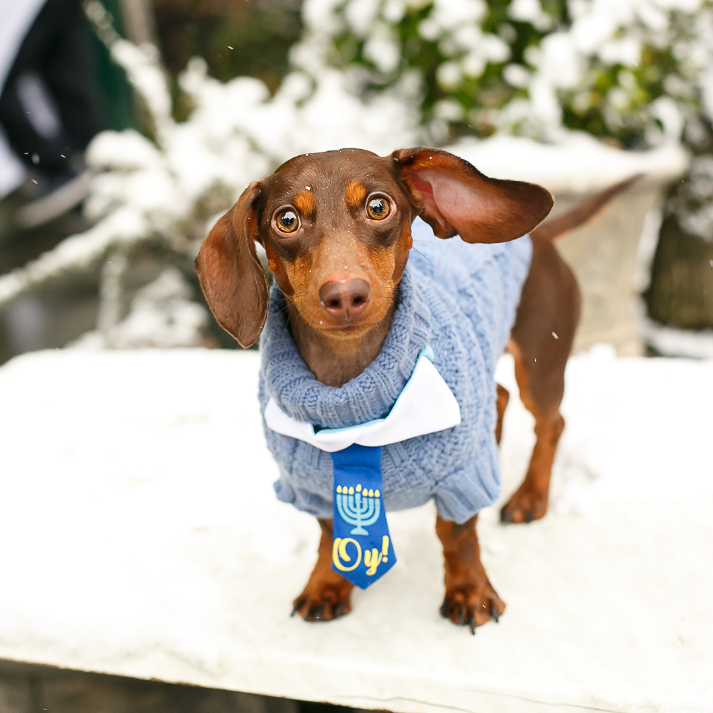 hanukkah dog costume