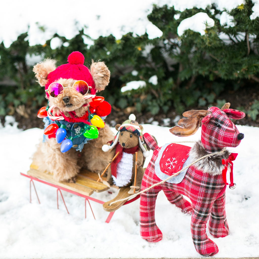 dog christmas winter outfit