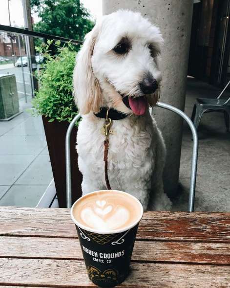 hidden grounds coffee expansion