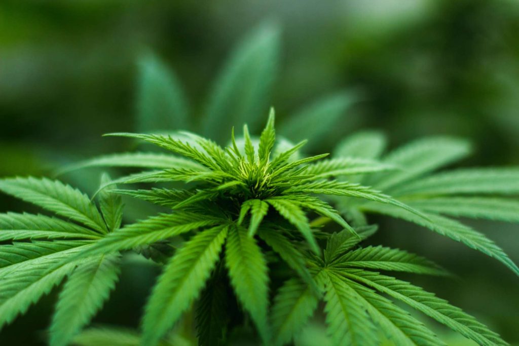 marijuana decriminalization