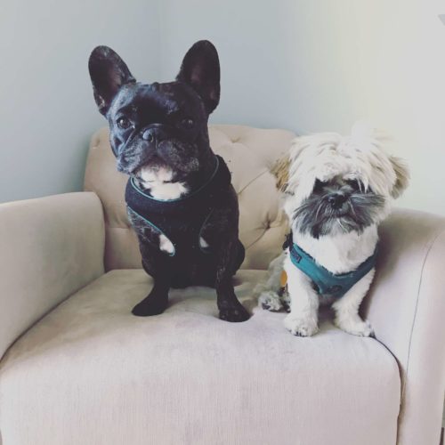 new dog tips hoboken girl
