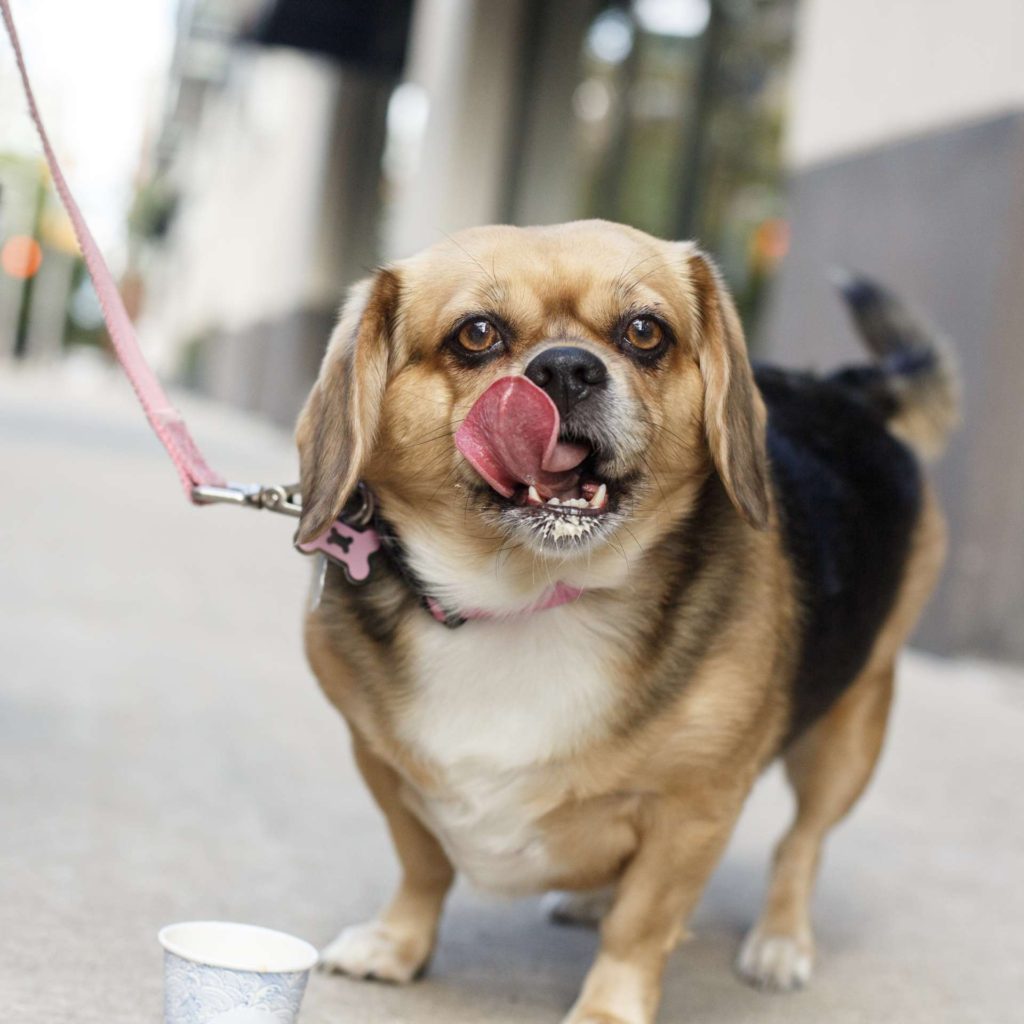 puppacinos hoboken hudson coffee