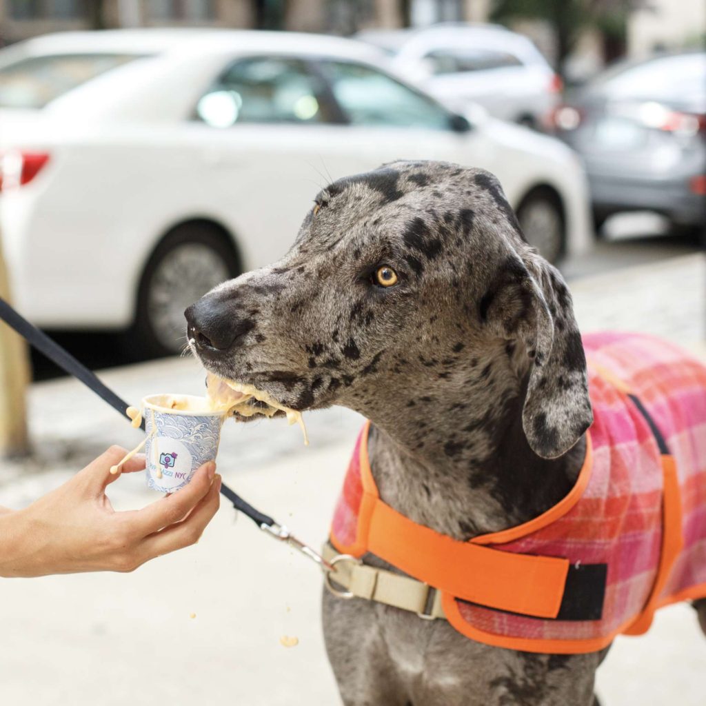 puppacinos hoboken hudson coffee