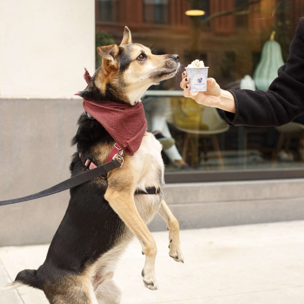 puppacinos hoboken hudson coffee