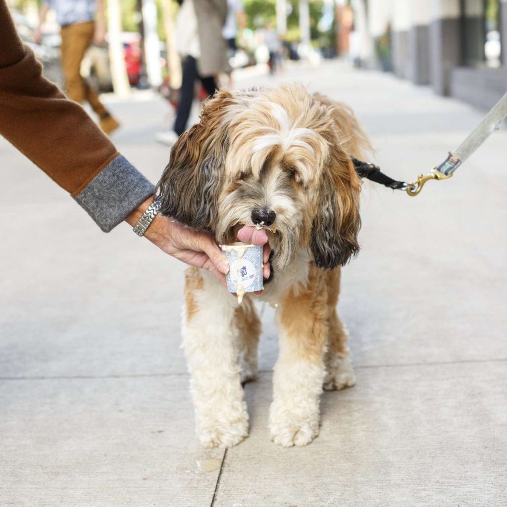 puppacinos hoboken hudson coffee