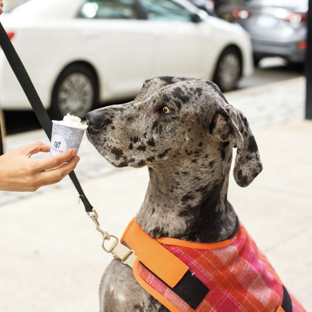 puppacinos hoboken hudson coffee