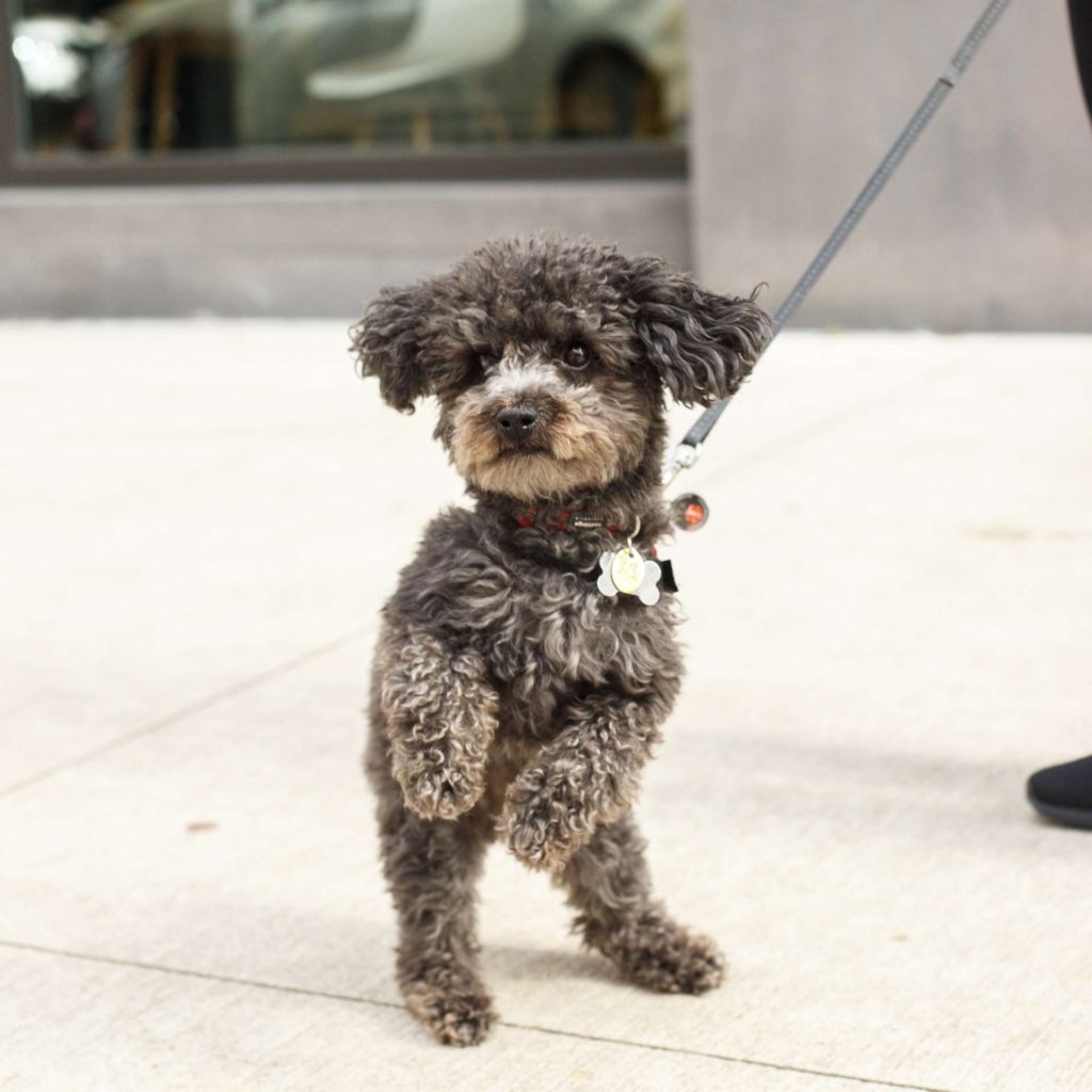 puppacinos hoboken hudson coffee