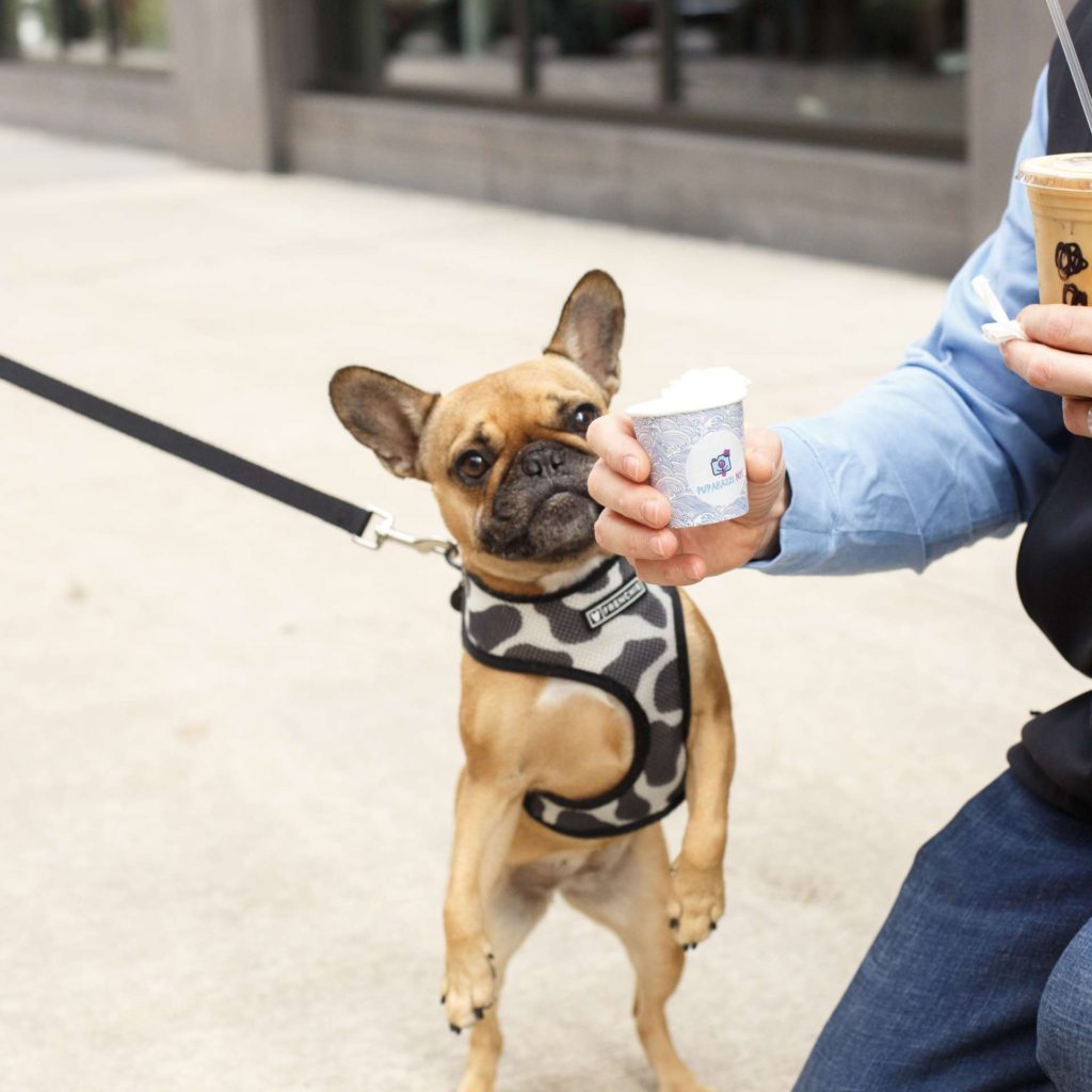 puppacinos hoboken hudson coffee
