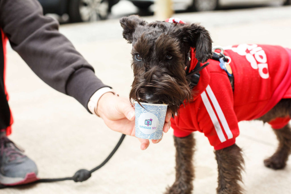 puppacinos hoboken hudson coffee