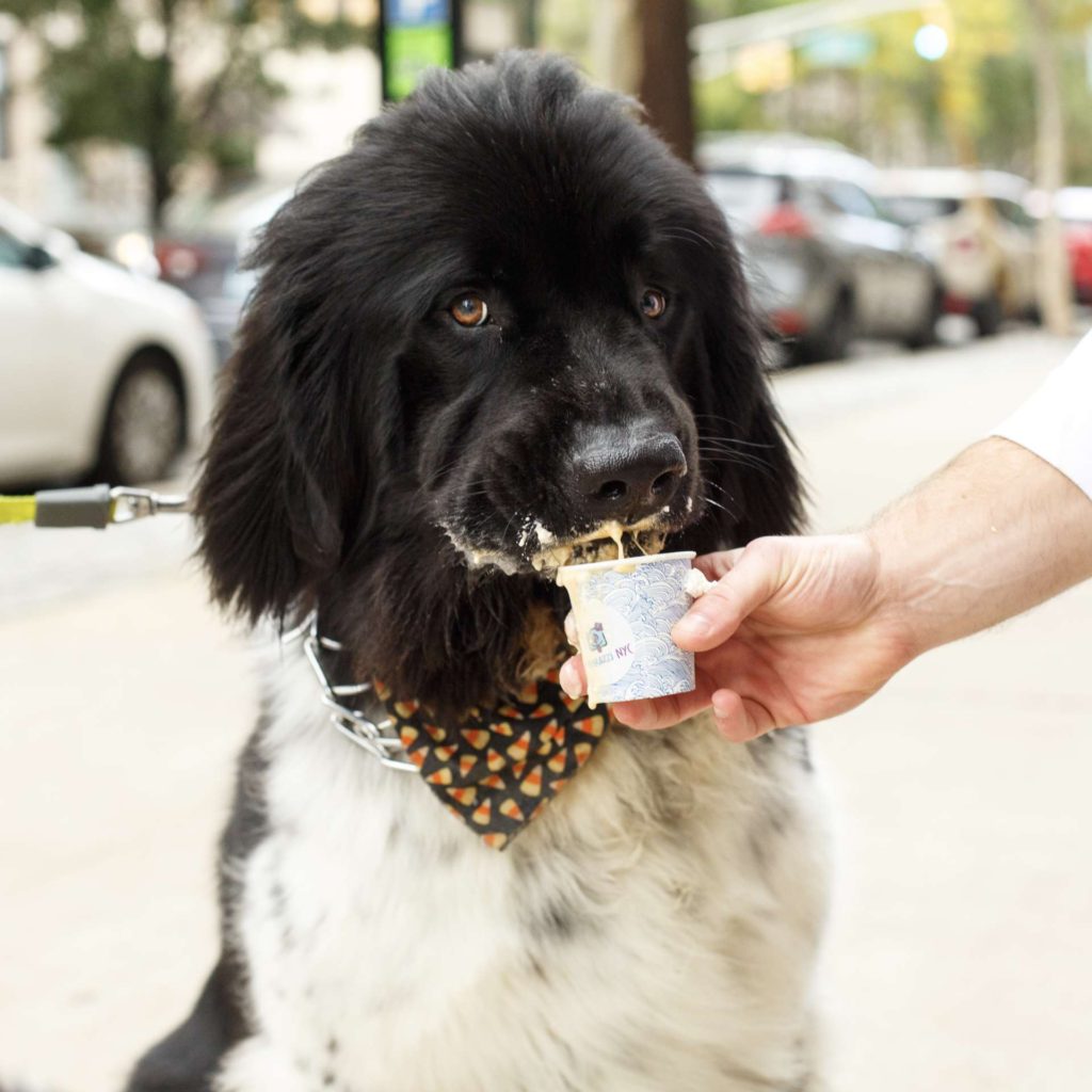 puppacinos hoboken hudson coffee