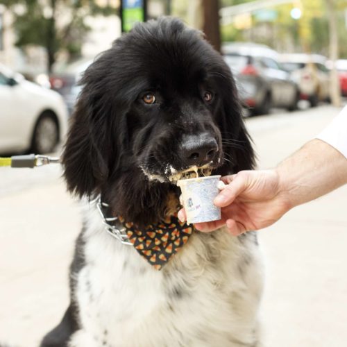 puppacinos hoboken hudson coffee