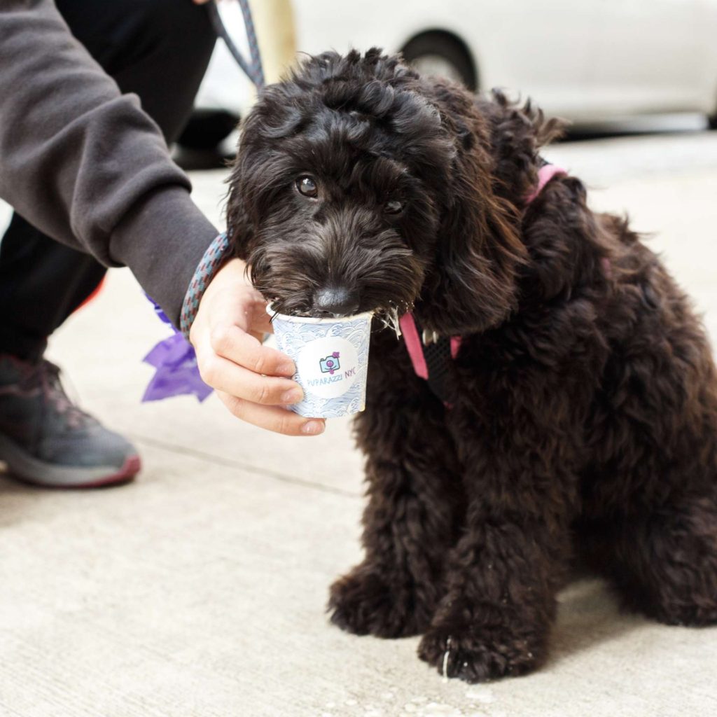 puppacinos hoboken hudson coffee