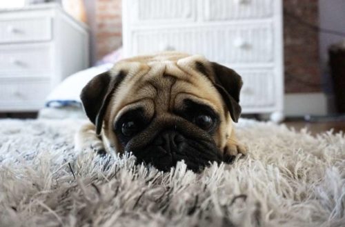 hoboken dogs instagram best