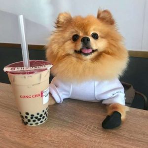 gong cha placeholder
