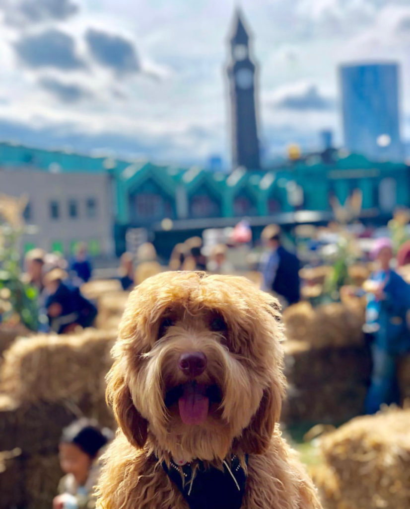 @goodboy_carl-fall-in-love-with-hoboken-contest-2018
