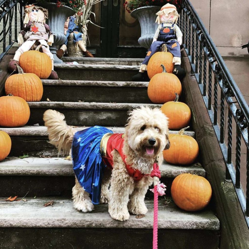 @karmathebernedoodle instagram hoboken girl fall in love contest