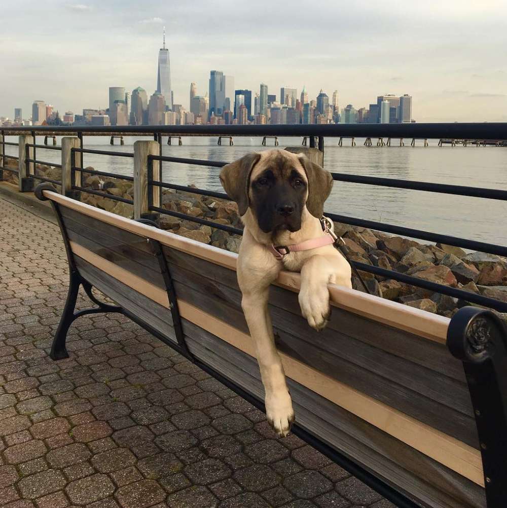 dog