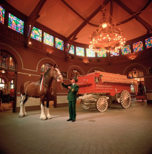 clydesdale horses 1