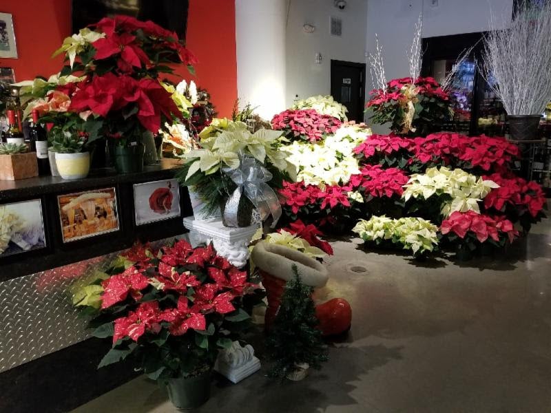 cork pointsettias