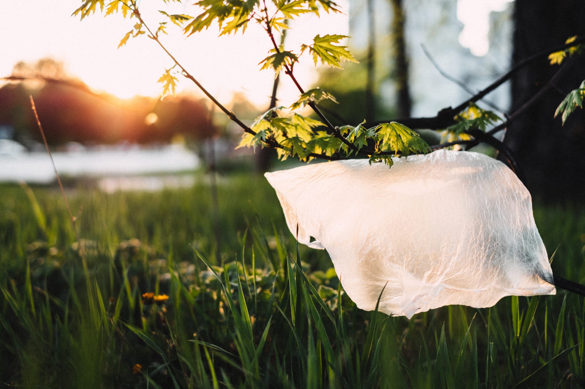 plastic bag grass