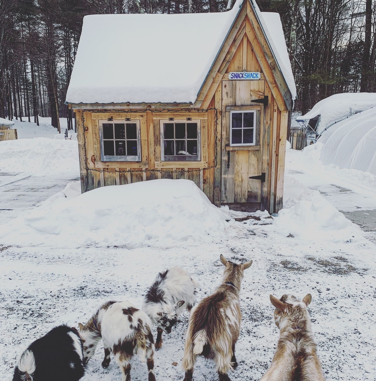 tiny house pets