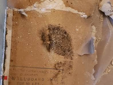 hoboken mold ordinance