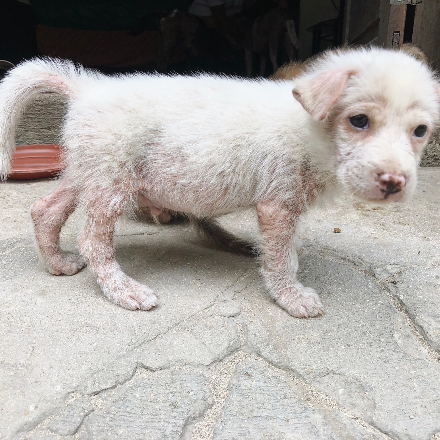 dog rescue buko puppy