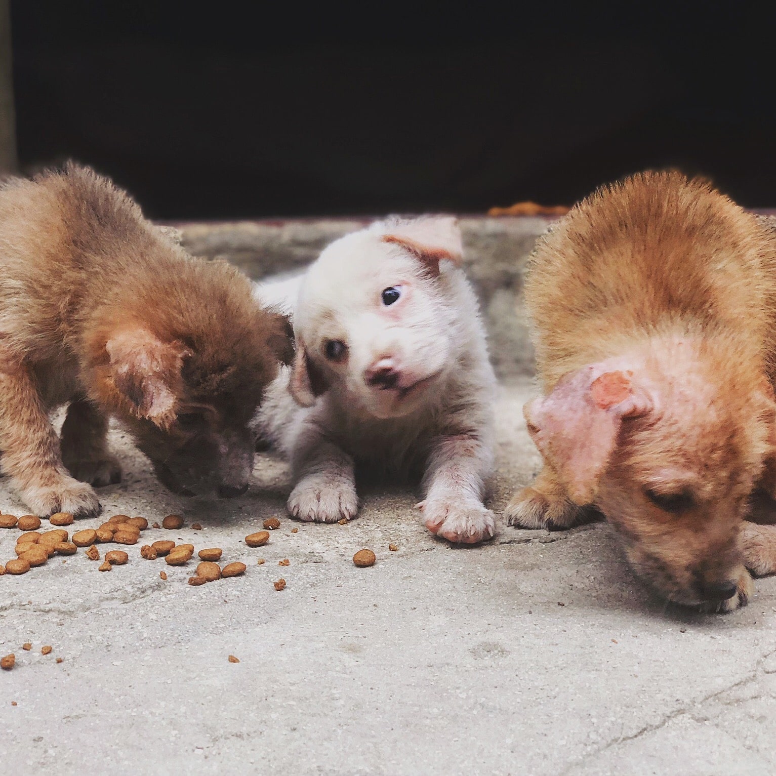 dog rescue philippines 2