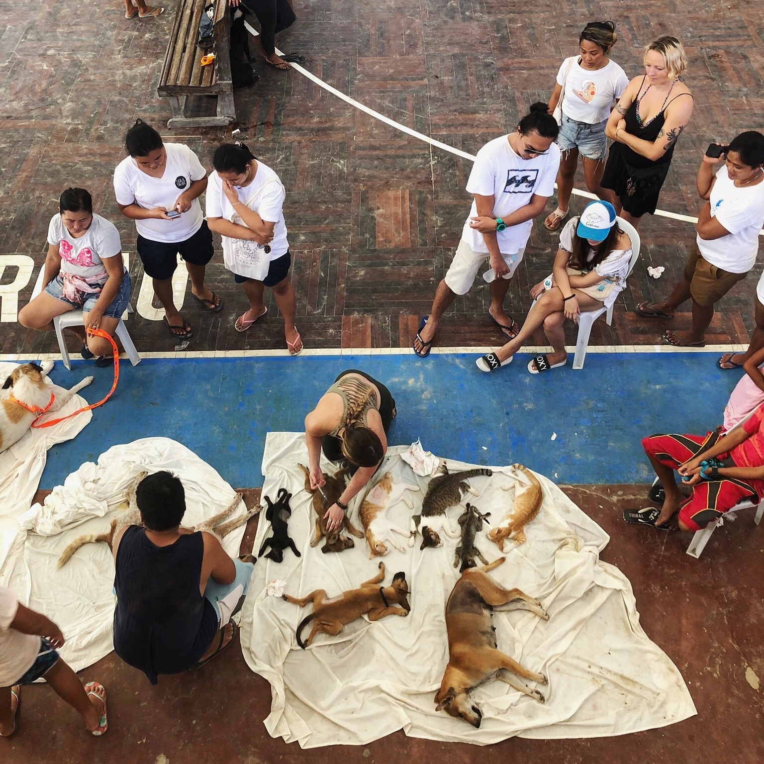dog rescue philippines 3