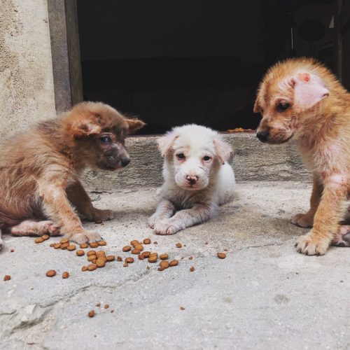 dog rescue philippines