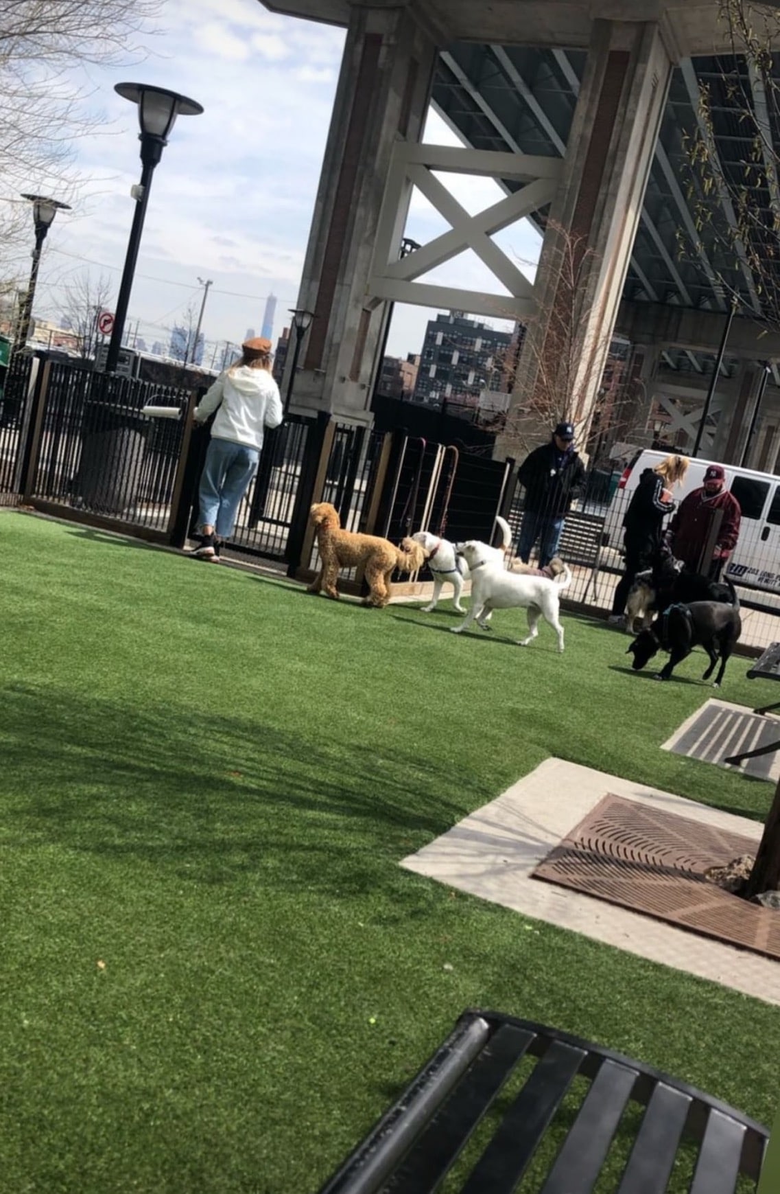 dogs dog run
