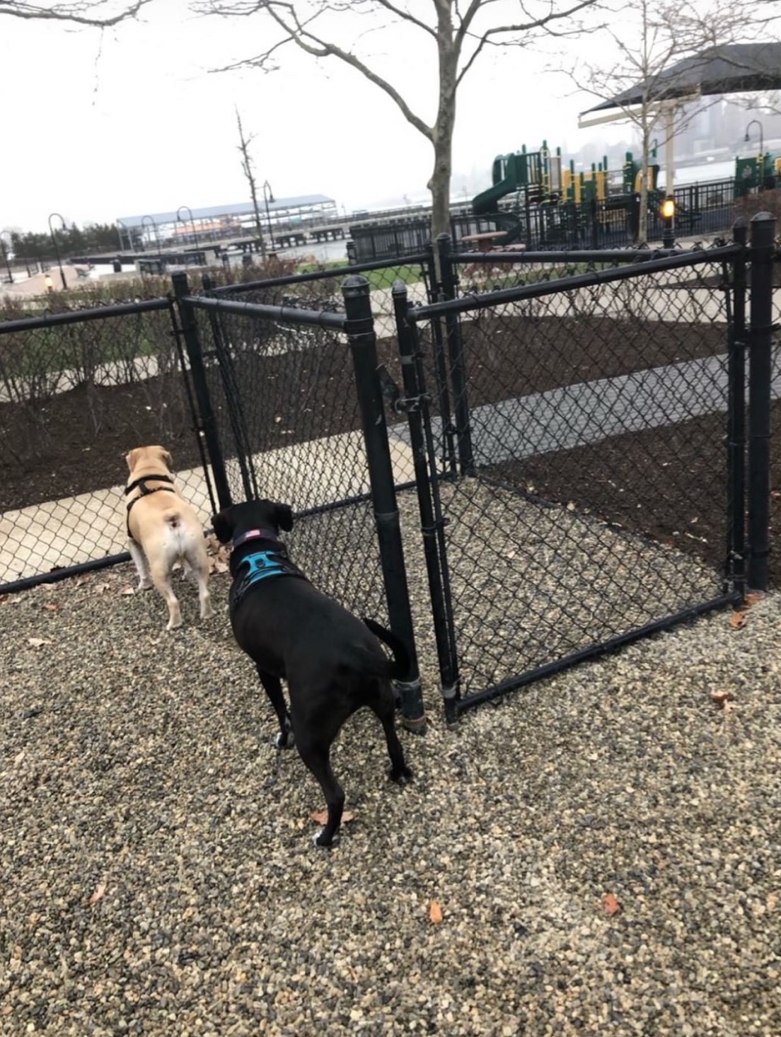 hoboken dogs staring at grass