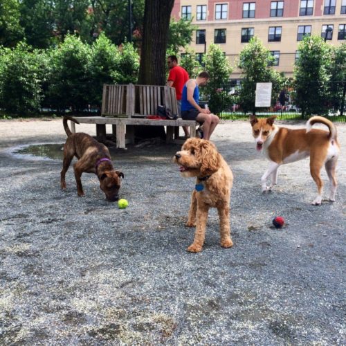 jersey city dog parks
