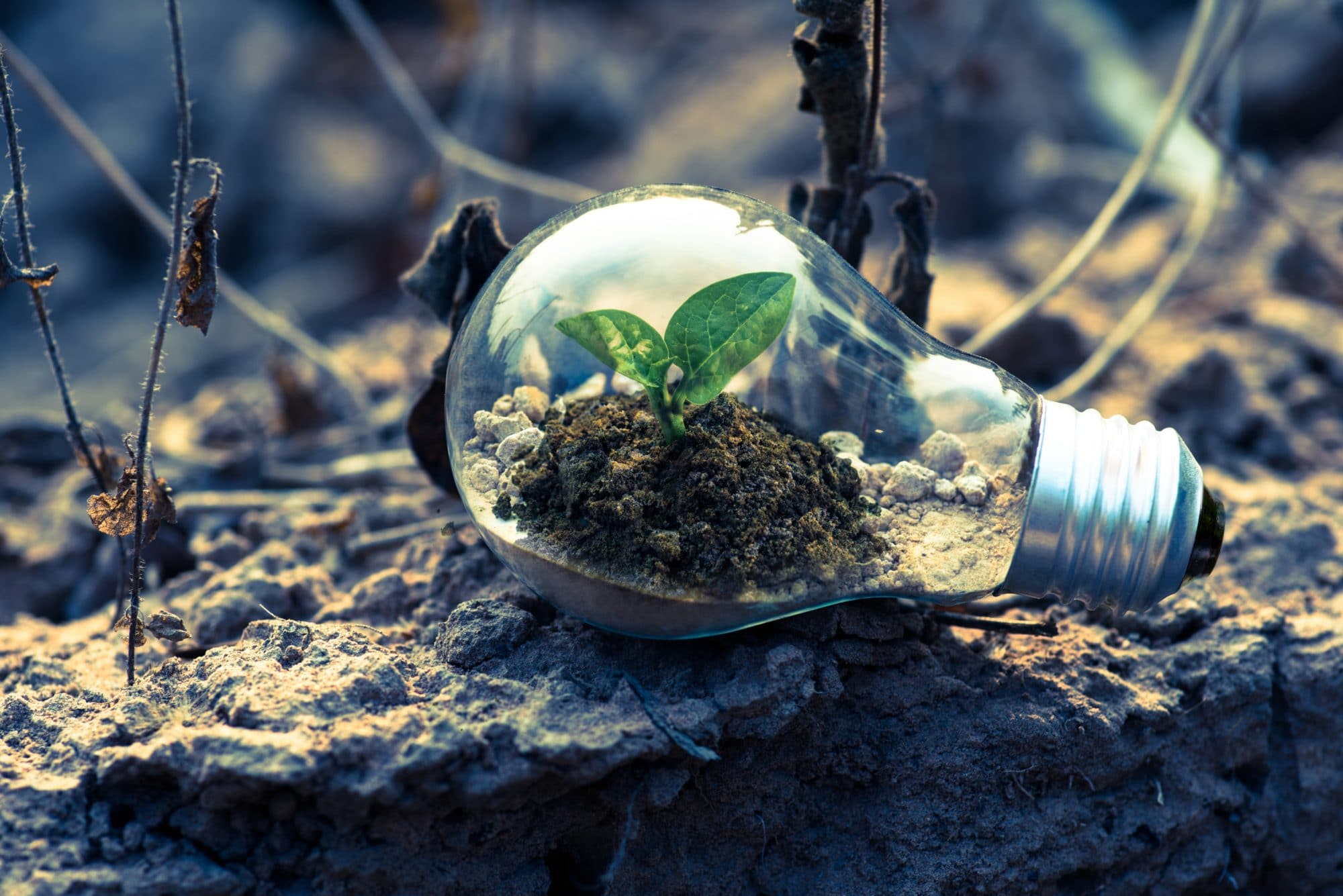 sustainability green