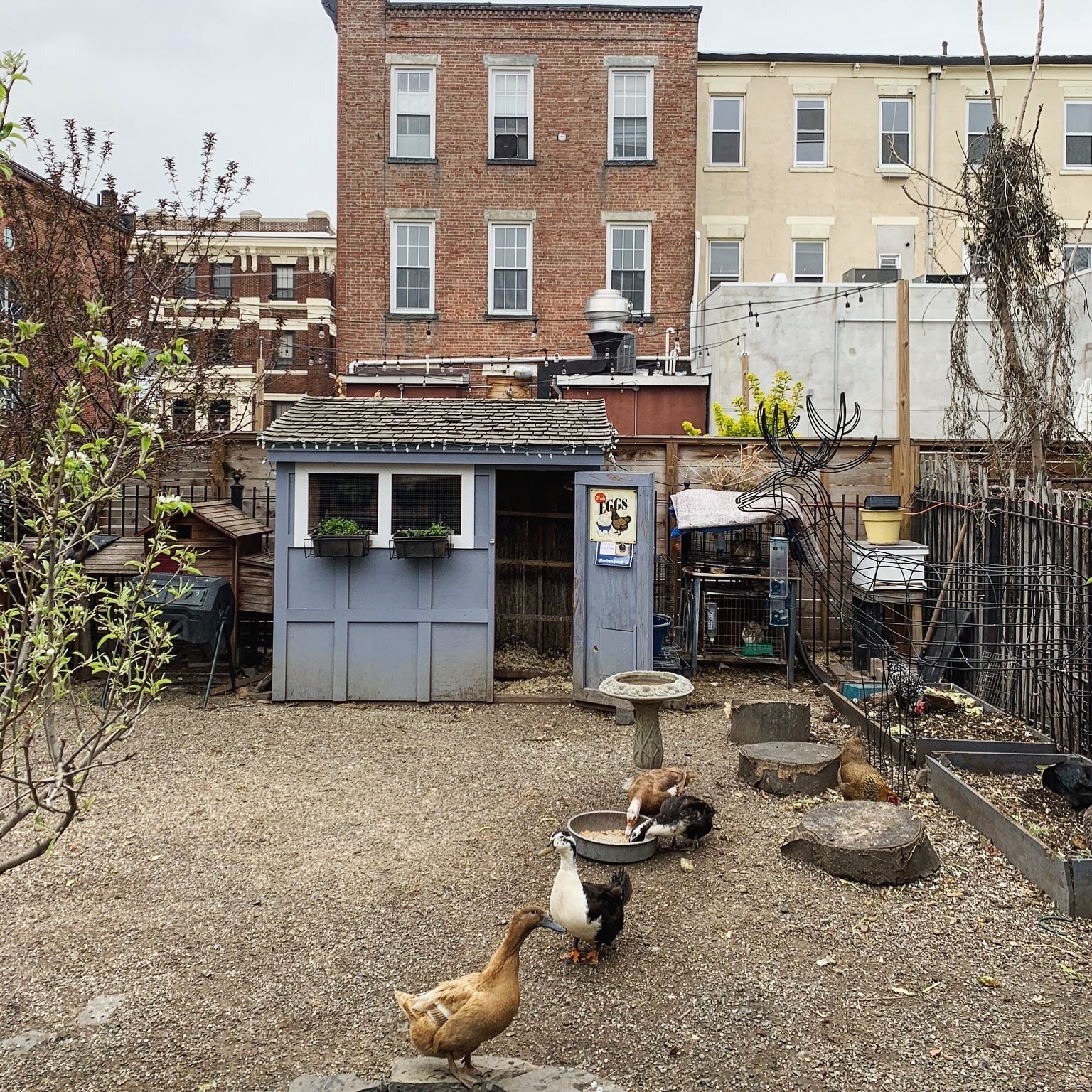urban quack behind house